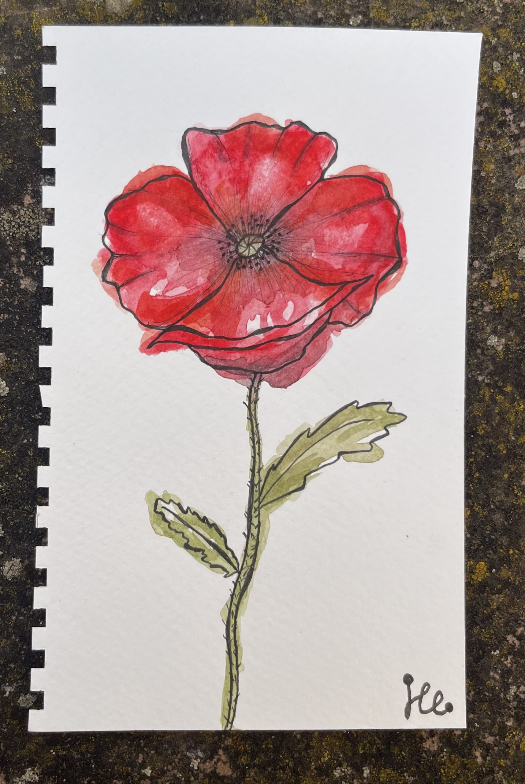 Karten Blume Mohnblume
