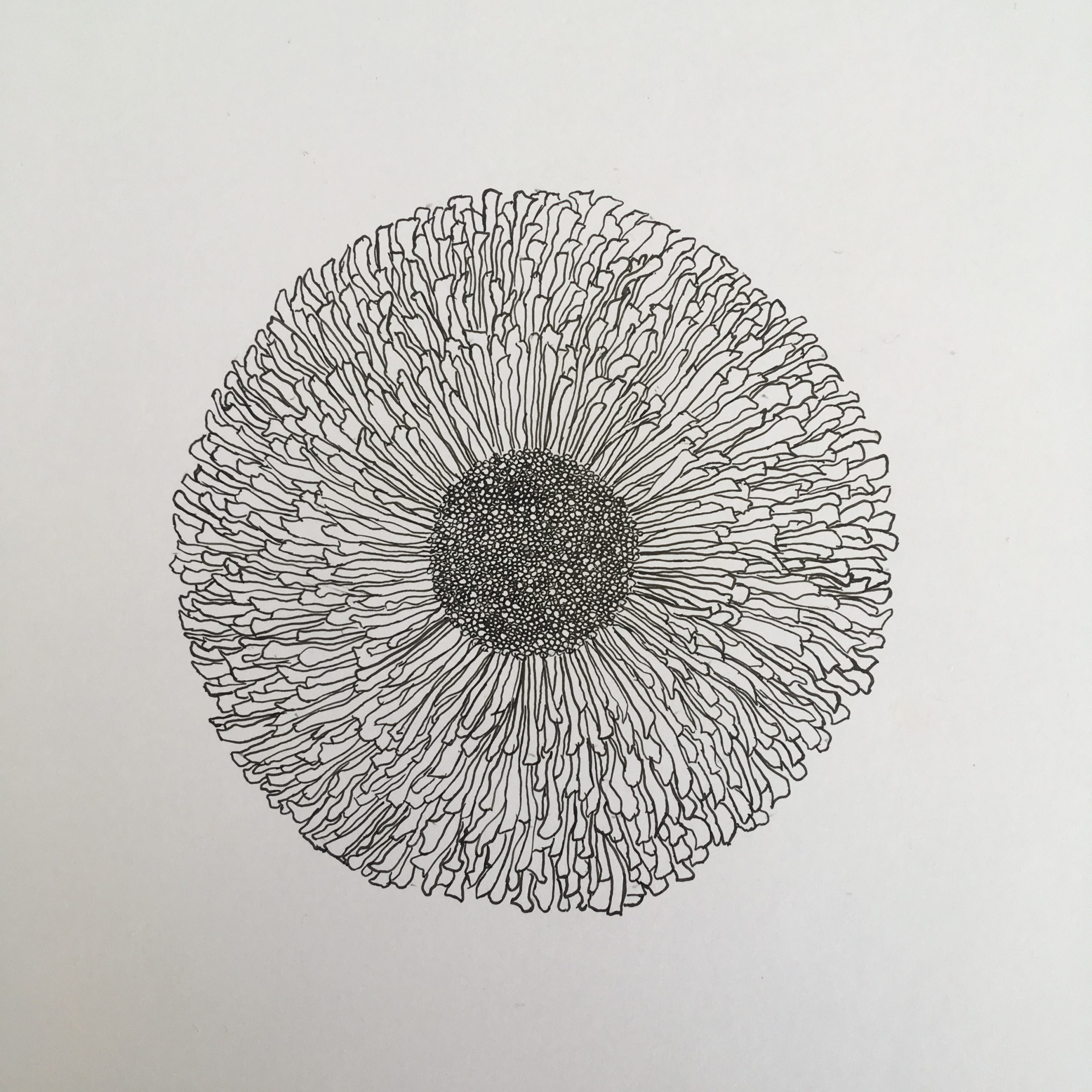 Fineline Blume